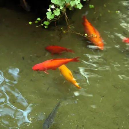 Pensjonat Pink Floyd